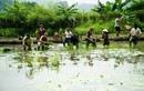 Nhiều hoạt động hấp dẫn trong tour du lịch cộng đồng ở Ninh Bình