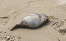 Cá chết xuất hiện ở Đà Nẵng - Lăng Cô - Cù Lao Chàm