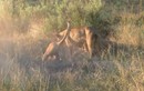 Video: Bầy sư tử đào hang tiêu diệt lợn rừng 