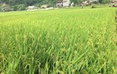 Thái Nguyên: Đầu tư dự án nhà ở trên nền hiện trạng 4,9ha đất lúa