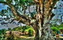 Cận cảnh cây xoài “thiêng” 300 tuổi khủng nhất Nam Bộ