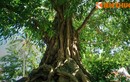 Ngỡ ngàng cây cổ thụ “khủng” trên đảo Lý Sơn