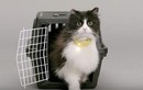 Catterbox - chiếc vòng thần kỳ có thể phiên dịch tiếng mèo kêu