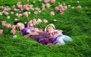 Khu vườn tuyệt đẹp của mẹ Việt ở cánh đồng hoa nổi tiếng thế giới