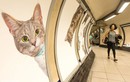 Yêu cực, ga tàu thay tất cả quảng cáo bằng hình mèo