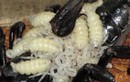 Sởn gai ốc nhìn bọ cạp Việt Nam đẻ con lúc nhúc, trắng phớ