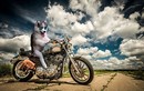 Cười đau ruột với bộ ảnh chế của siêu chó Husky