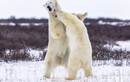 Xem gấu Bắc Cực “đọ quyền” giữa tuyết lạnh