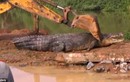 Sốc nặng với cá sấu quái vật nặng 1 tấn ở Sri Lanka