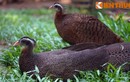 Ngắm loài chim có lông đuôi dài 2m cực đẹp của Việt Nam