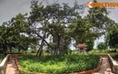 Thăm cây đa Bác Hồ trồng ở quê hương TBT Nguyễn Phú Trọng