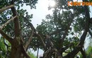 Thăm cây đa Bác Hồ trồng giữa Thủ đô Hà Nội