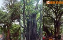 Sửng sốt loạt cây cổ thụ kỳ - dị - độc nhất Hà Nội