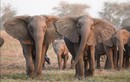 Bất ngờ cách voi tiến hóa trước nạn săn trộm