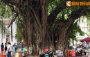 Ngắm cây đa “khổng lồ” vòng thân rộng cả chục mét bên hồ Gươm 