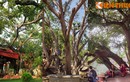 Điểm mặt những cây cổ thụ nhiều thân kỳ lạ nhất Việt Nam