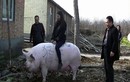 Giống lợn 500-750 kg mỗi con được Trung Quốc đẩy mạnh nuôi