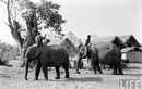 Ngắm đàn voi hoành tráng ở Buôn Ma Thuột năm 1957