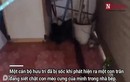 Video: Trăn gấm mò vào nhà dân bắt trộm mèo 