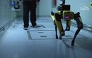 Video: Chó robot theo dõi nhiễm xạ ở Chernobyl 