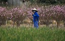 Hàng nghìn gốc đào không thể tiêu thụ, chờ giải cứu ở Chí Linh