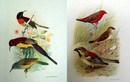 Bộ tranh kỳ thú về các loài chim ở Đông Dương năm 1931