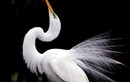 Bộ “áo cưới” đẹp hiếm thấy của loài chim nổi tiếng Việt Nam  