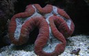Cận cảnh các loài san hô ấn tượng nhất thế giới (2)
