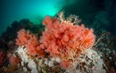 Cận cảnh các loài san hô ấn tượng nhất thế giới (1)