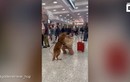 Video: Phản ứng đáng yêu của chó cưng khi gặp cô chủ sau 3 tháng