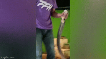 Video: Dùng tay không bắt rắn hổ mang chúa khổng lồ và cái kết
