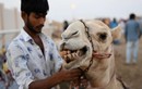 Căn bệnh có thể tấn công Qatar trong mùa World Cup