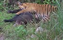 Video: Lợn rừng ác chiến giành sự sống trước hổ dữ