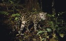 Điểm danh 21 loài mèo hoang dã hiện diện ở châu Á (1)