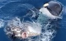 Video: Cá voi sát thủ chơi đùa cùng cá mặt trời