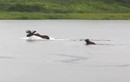 Video: Gấu nâu lao xuống sông truy sát nai sừng tấm