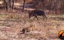 Video: Tình huống săn mồi 'khó đỡ' bậc nhất thế giới của loài báo