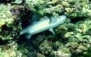 Video: Lươn biển nuốt gọn cá mập
