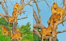 Bí ẩn đằng sau việc cả đàn sư tử bỗng nhiên rủ nhau trèo cây