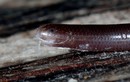 Loài rắn trông như con giun được tìm thấy khắp Việt Nam