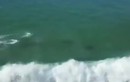 Cảnh tượng đàn cá heo chơi “lướt ván” gần bờ