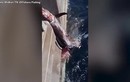 Video: Ngư dân chiến đấu với cá mập để giành cá kiếm