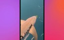 Video: Thợ lặn dũng cảm gỡ túi rác mắc trong mang cá mập