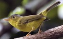 Tận mục các loài chim chích lý thú - độc đáo nhất Việt Nam