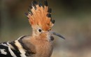 Mê mẩn vẻ đẹp hàng top thế giới của chim đầu rìu Việt Nam