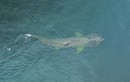 Phát hiện cá mập có thân hình quái dị ở bờ biển Burghead