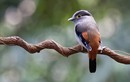 Chiêm ngưỡng 5 loài chim mỏ rộng cực đẹp của Việt Nam 