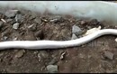 Video: Rắn bạch tạng tung đòn kết liễu rồi nuốt chửng đồng loại