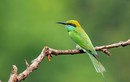 Chiêm ngưỡng 5 loài chim Trảu cực đẹp của Việt Nam