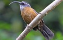 Điểm danh các loài chim khướu mỏ cong độc lạ của Việt Nam